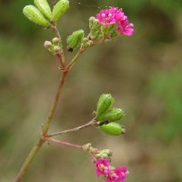 Boerhavia diffusa L.